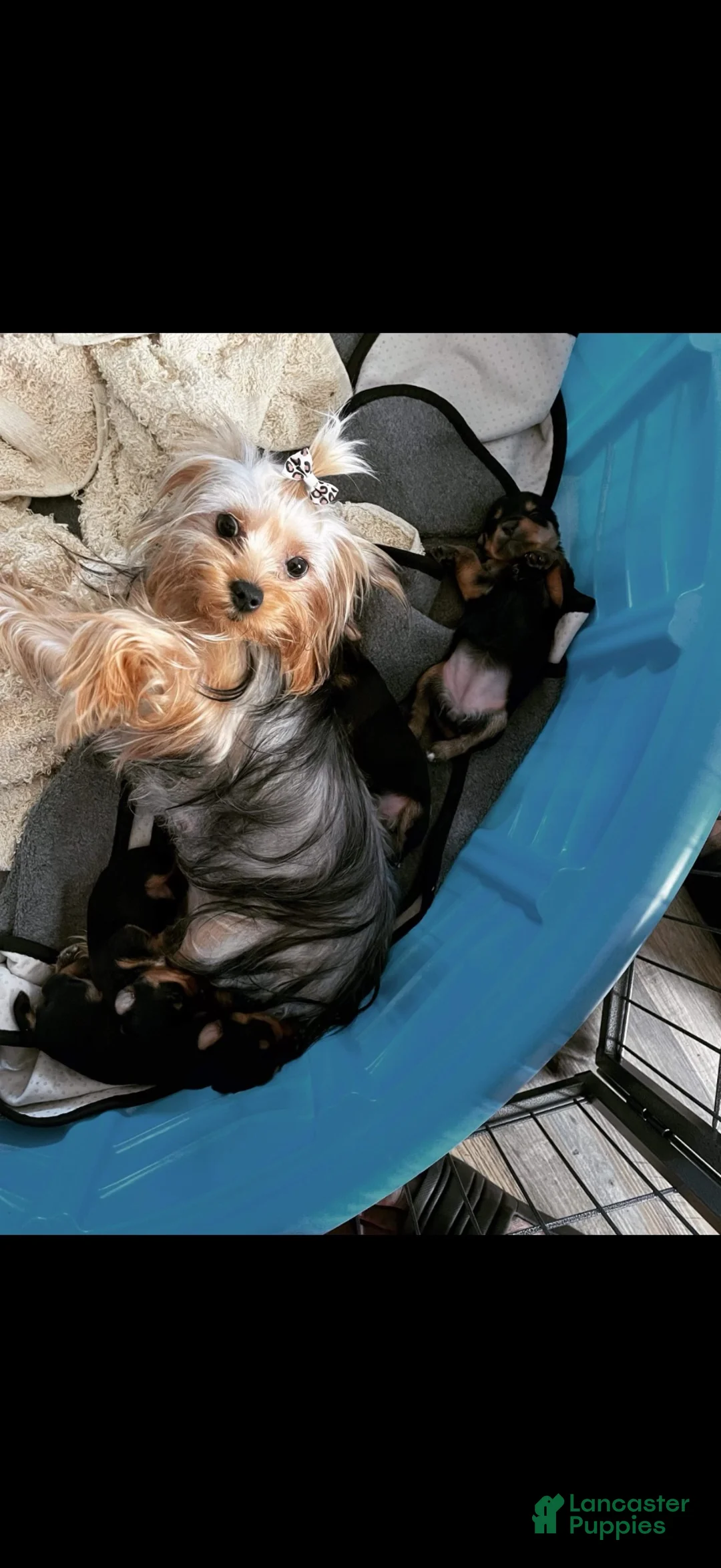 Yorkshire Terrier dogs for sale: Tank  - Ad 4