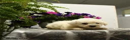 Bichon Frise dogs for sale: Bubba - Ad 4