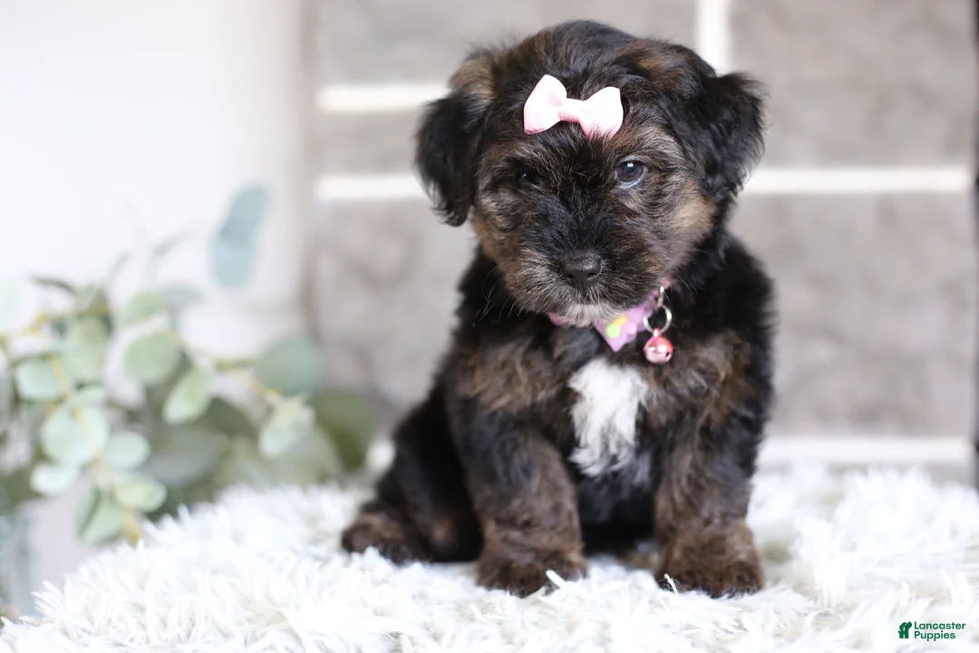 Yorkiepoo dogs for sale: Summer - Ad 2
