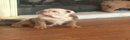 English Bulldog dogs for sale: English Bulldog 1 - Ad 3