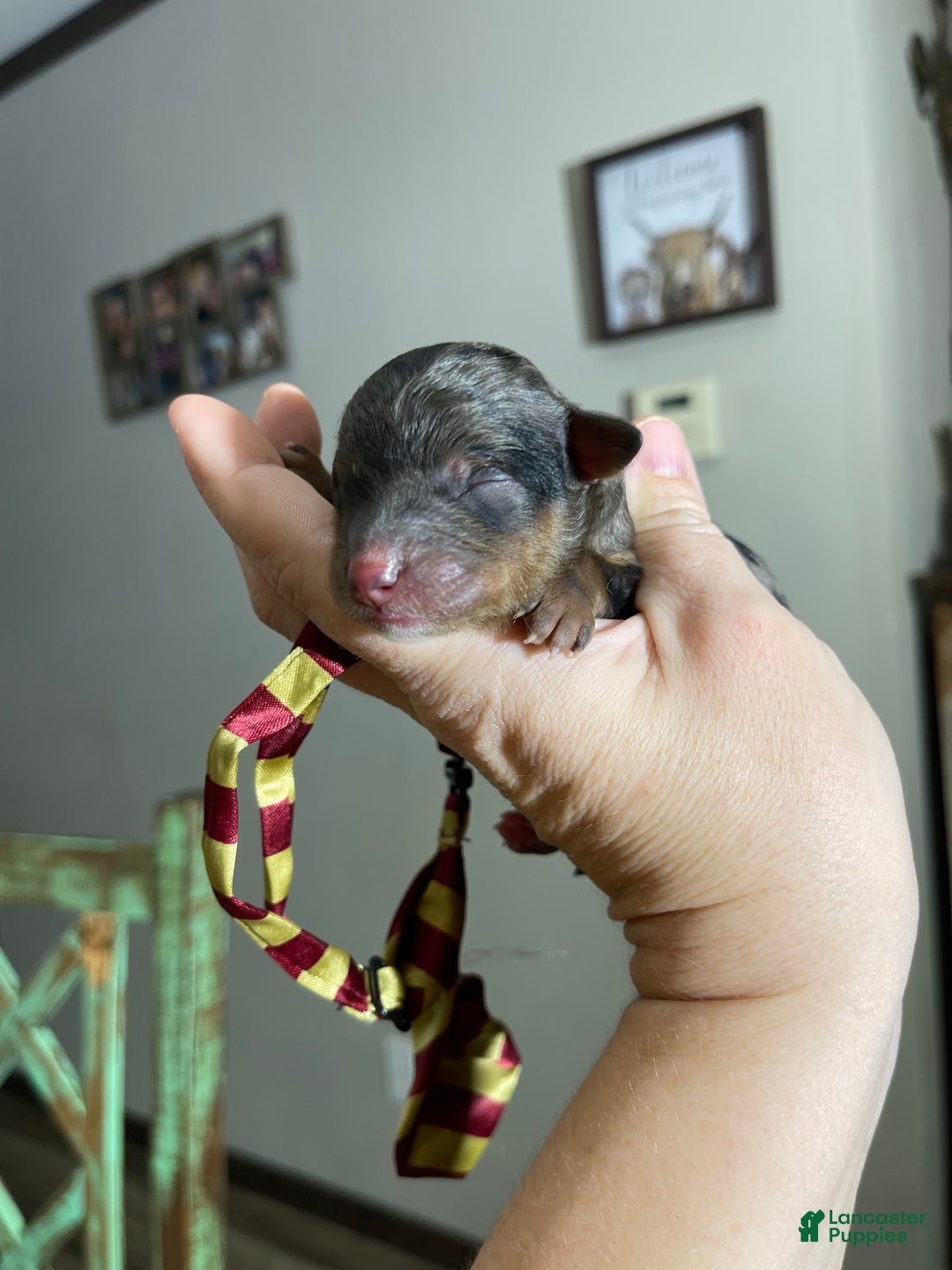 Miniature Poodle dogs for sale: Akc Blue Merle Phantom  - Ad 7