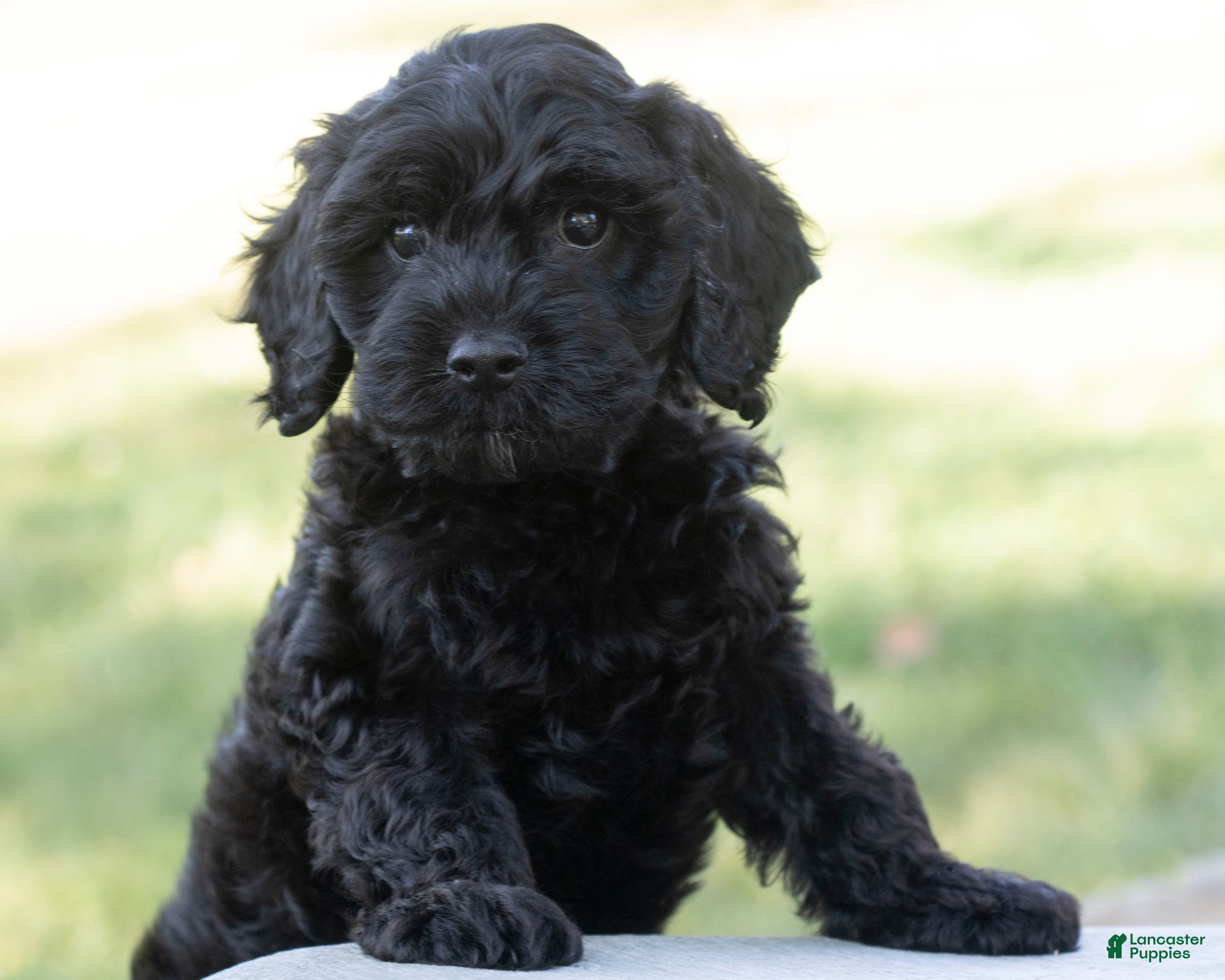 Goldendoodle dogs Daisy - Ad 1
