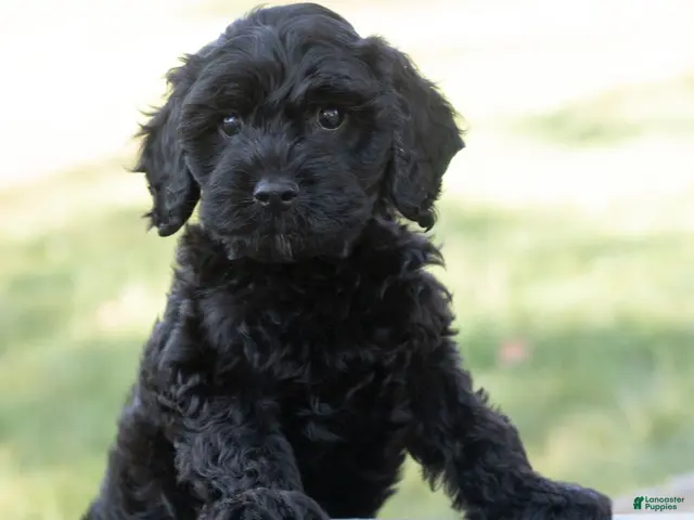 Goldendoodle dogs for sale: Daisy - Ad 1