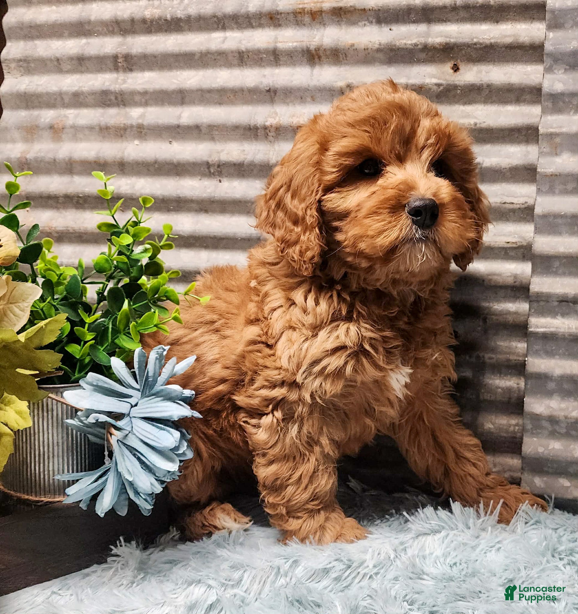 Cavapoo dogs Jingle - Ad 12