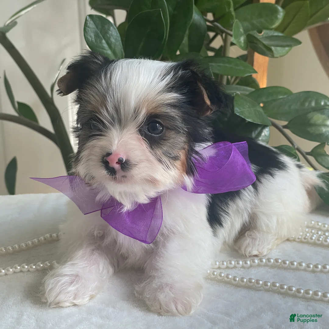 Biewer Terrier dogs for sale: Zinka - Ad 1