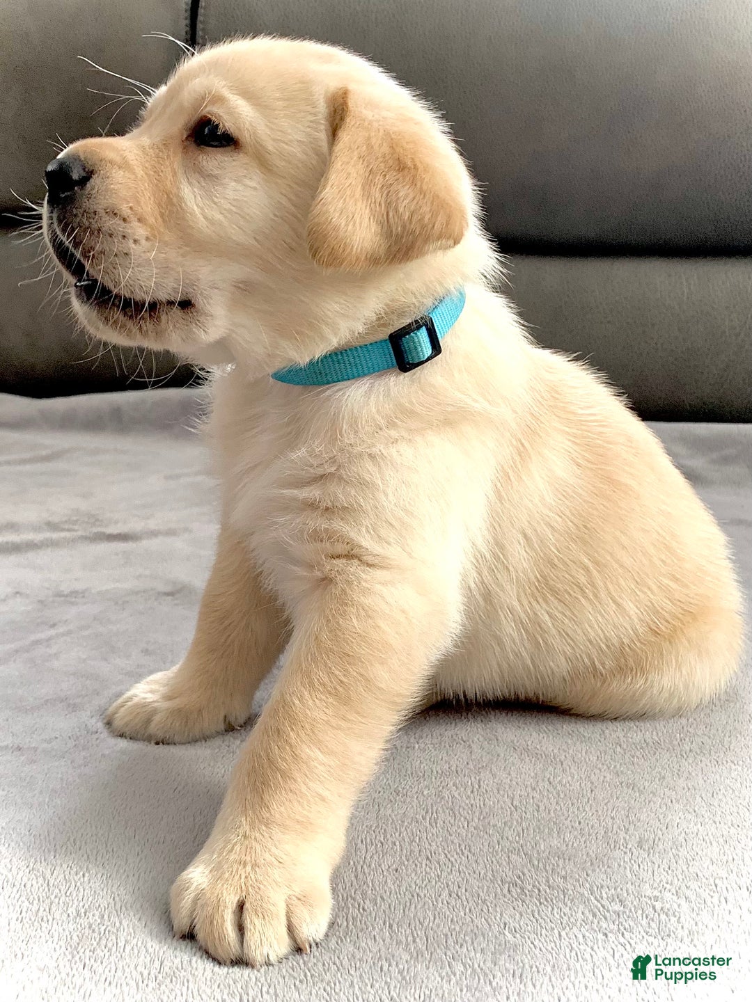 Labrador Retriever dogs for sale: Romeo - Ad 5