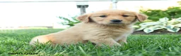Golden Retriever dogs for sale: Sunny  - Ad 3