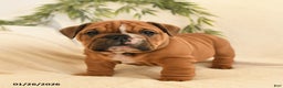 English Bulldog dogs for sale: Brutus - Ad 4