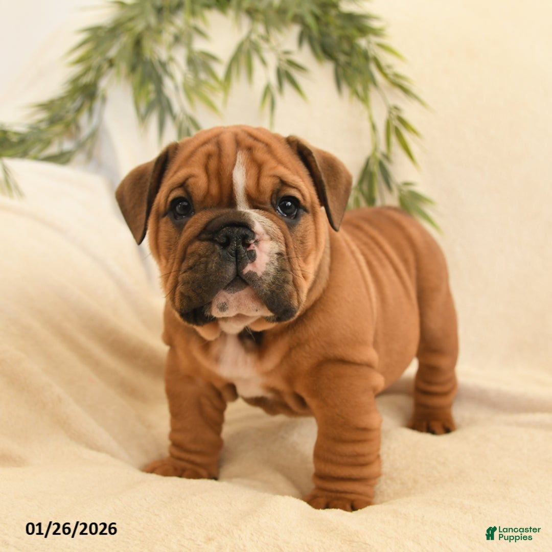 English Bulldog dogs for sale: Brutus - Ad 4