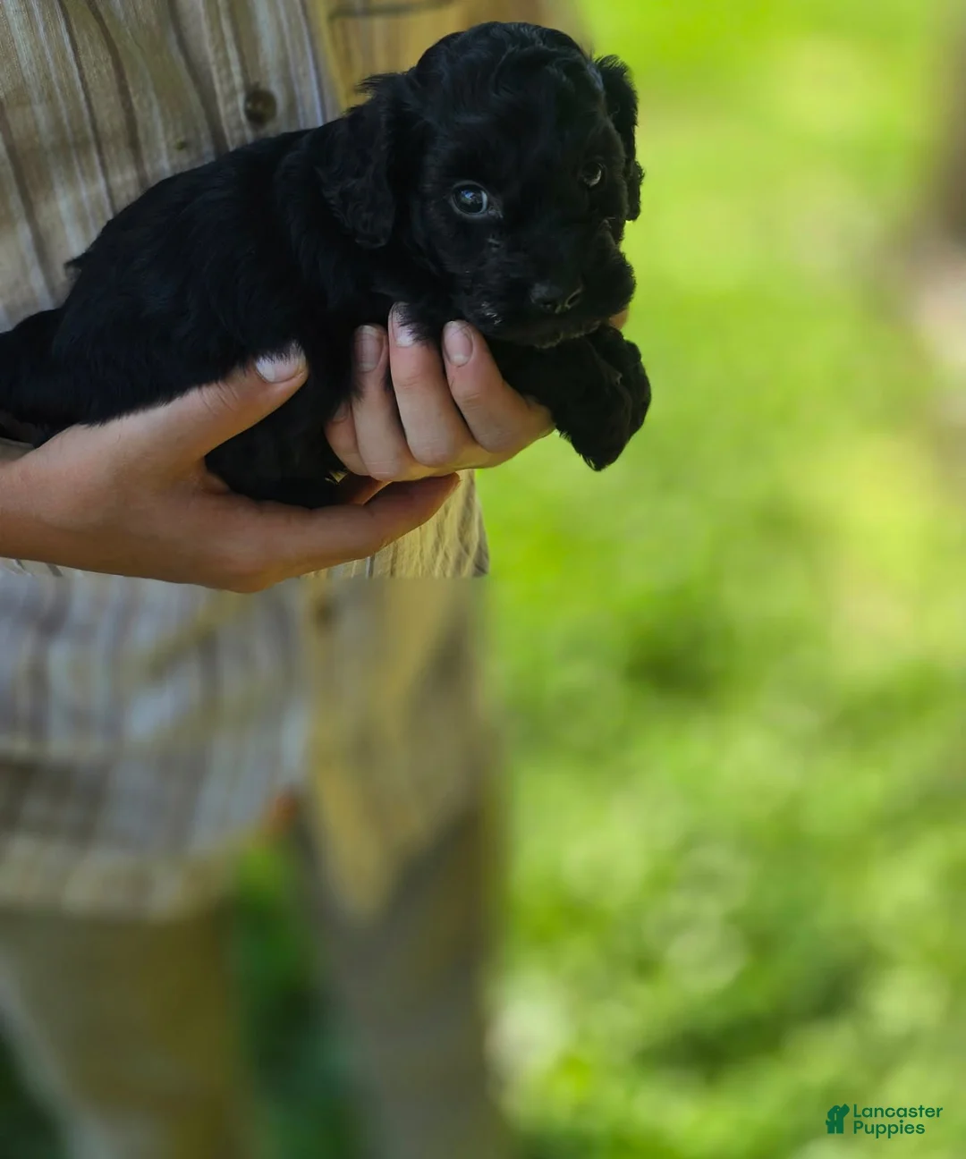 Cockapoo dogs for sale: Niall - Ad 2