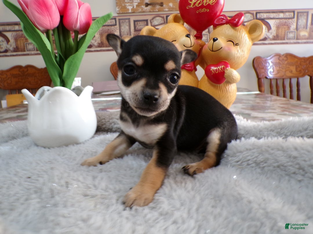 Chihuahua dogs for sale: Chihuahua Puppy 4 Bunny - Ad 1