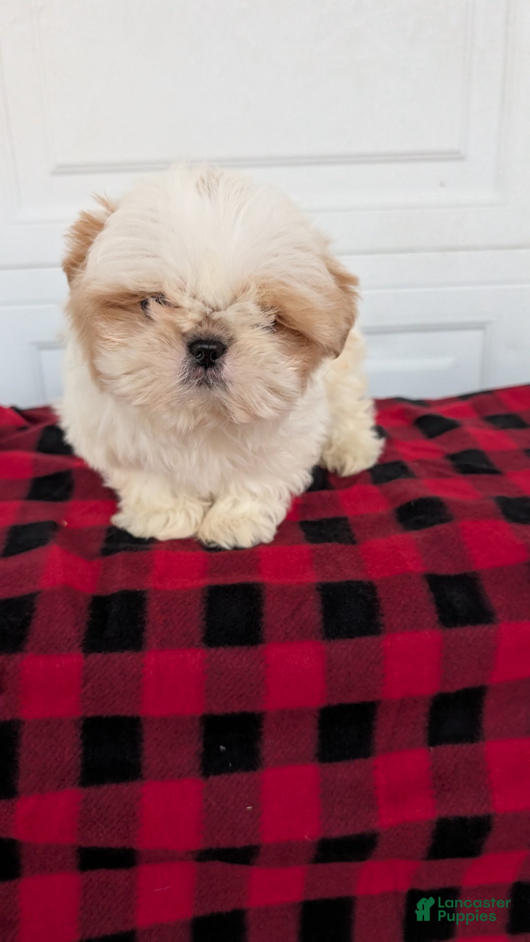 Shih Tzu dogs for sale: Milo - Ad 7