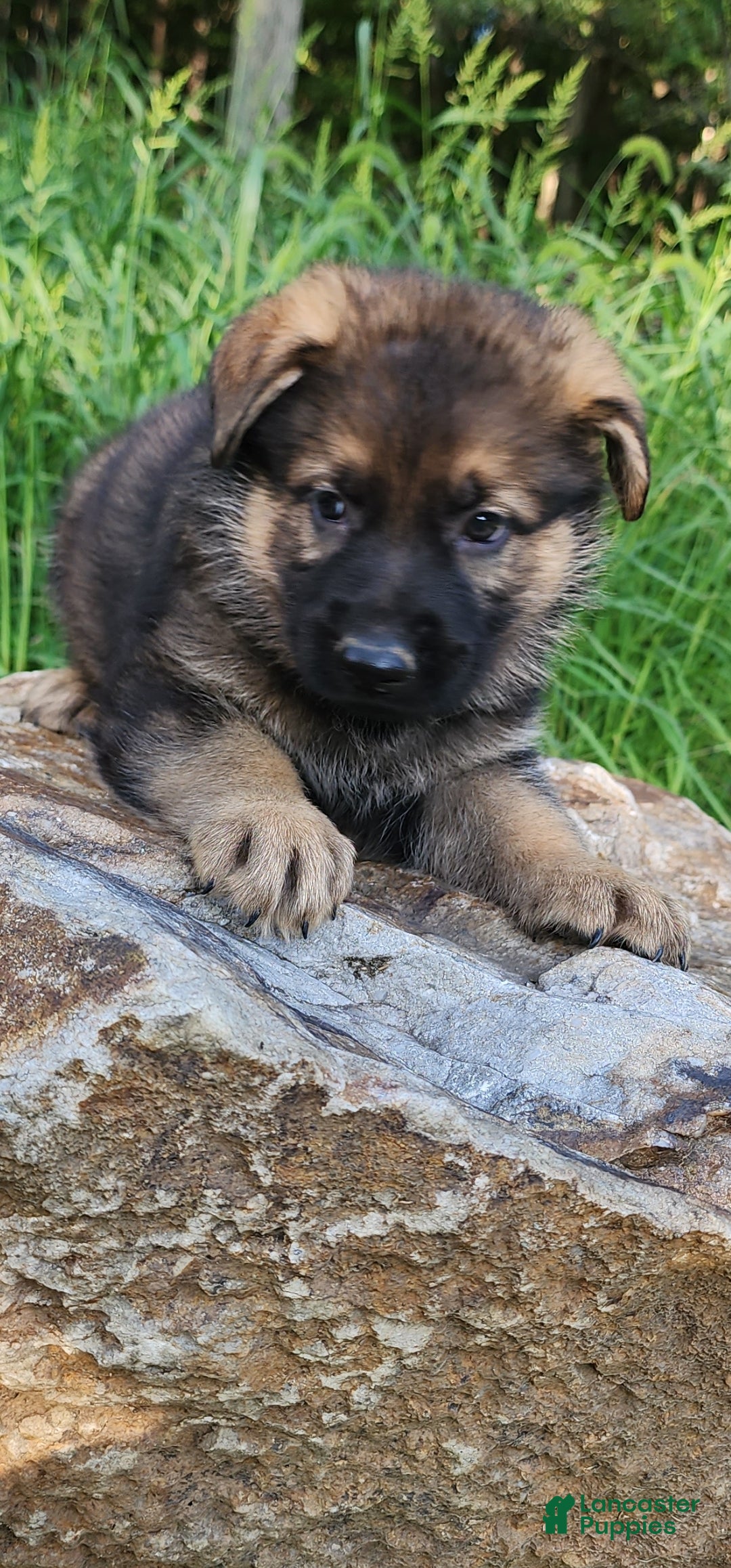 German Shepherd dogs  Thora - Ad 2