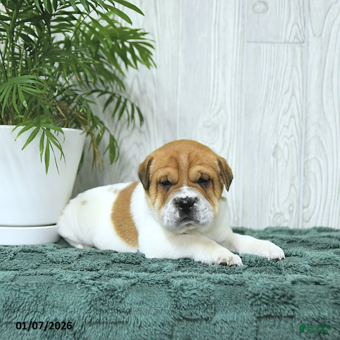 Mini Hippo dogs for sale: Griffin - Ad 9