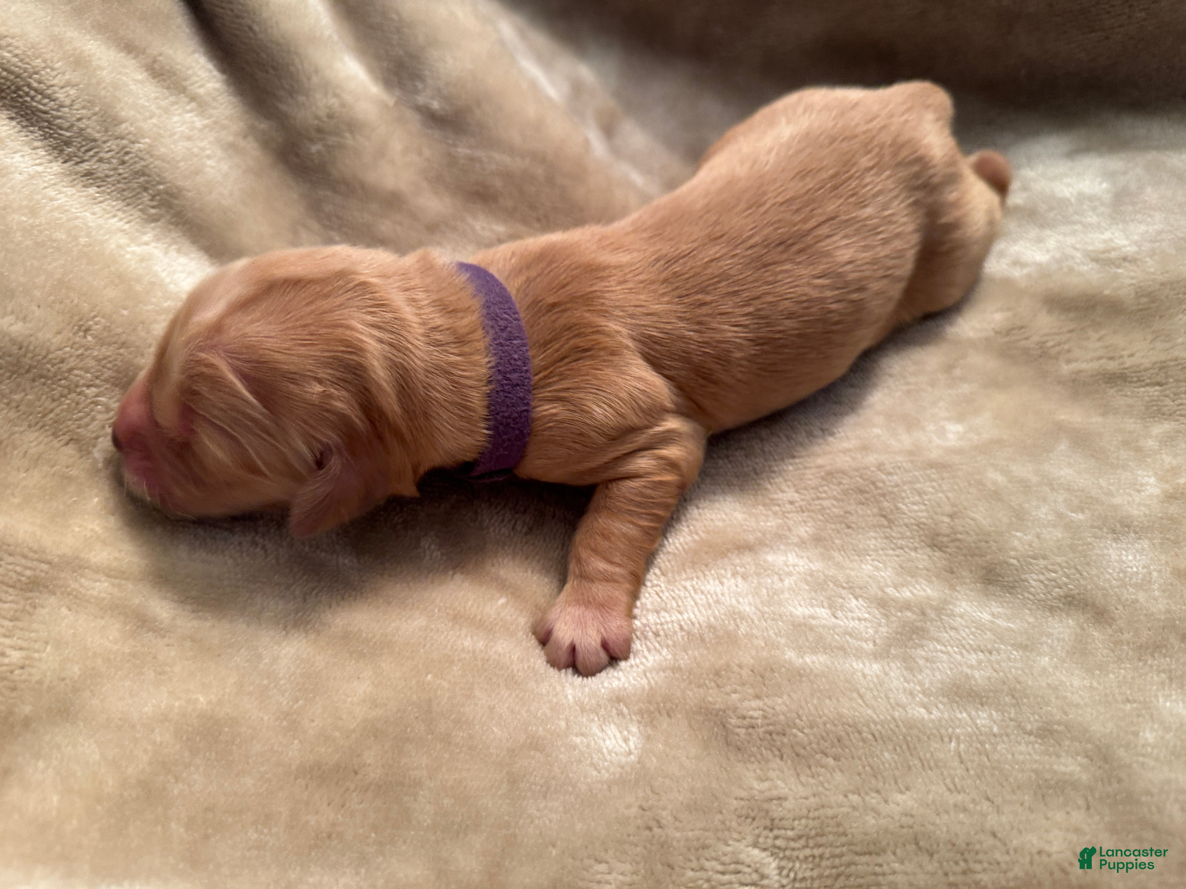 Golden Retriever dogs for sale: Golden Retriever 9 - Ad 4