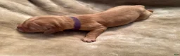 Golden Retriever dogs for sale: Golden Retriever 9 - Ad 1