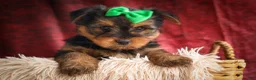 Yorkshire Terrier dogs for sale: DUKE - Ad 8
