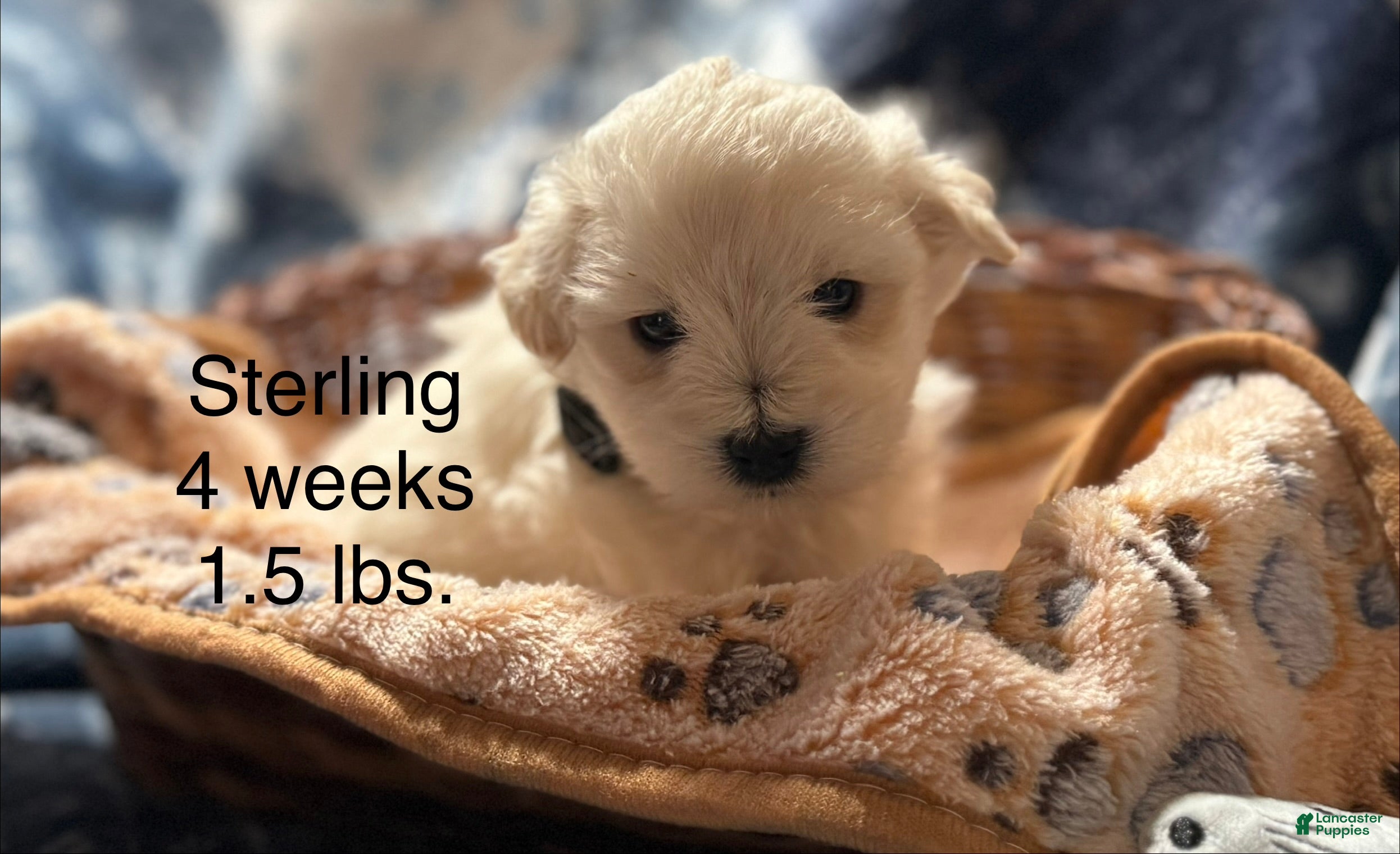 Miniature Schnauzer dogs Sterling  - Ad 31
