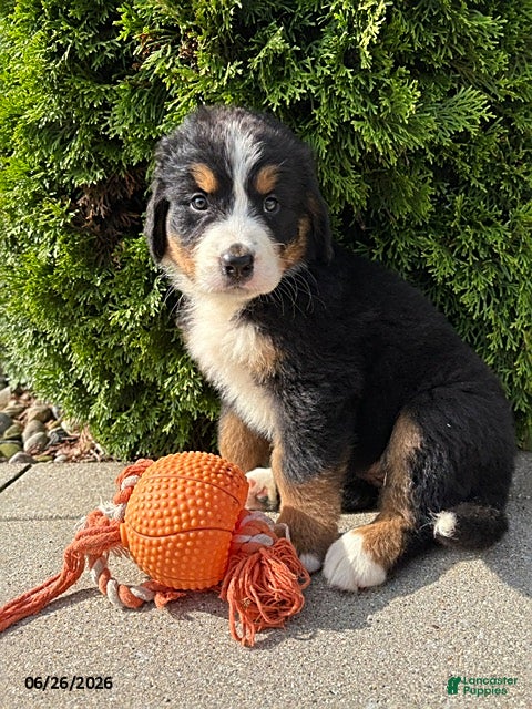 Bernese Mountain Dog dogs Bridget - Ad 1
