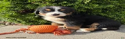 Bernese Mountain Dog dogs for sale: Bridget - Ad 1
