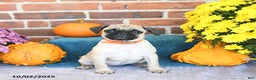 Pug dogs for sale: Goldie - Ad 16