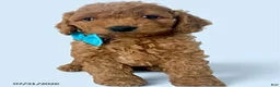Mini Goldendoodle dogs for sale: Cooper - Ad 1