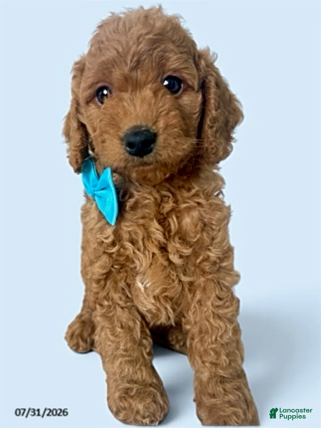 Mini Goldendoodle dogs for sale: Cooper - Ad 1