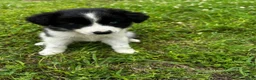 Australian Shepherd dogs for sale: Australian Shepherd Puppy 5 - Ad 7