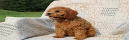 Cavapoo dogs for sale: Daisy - Ad 7