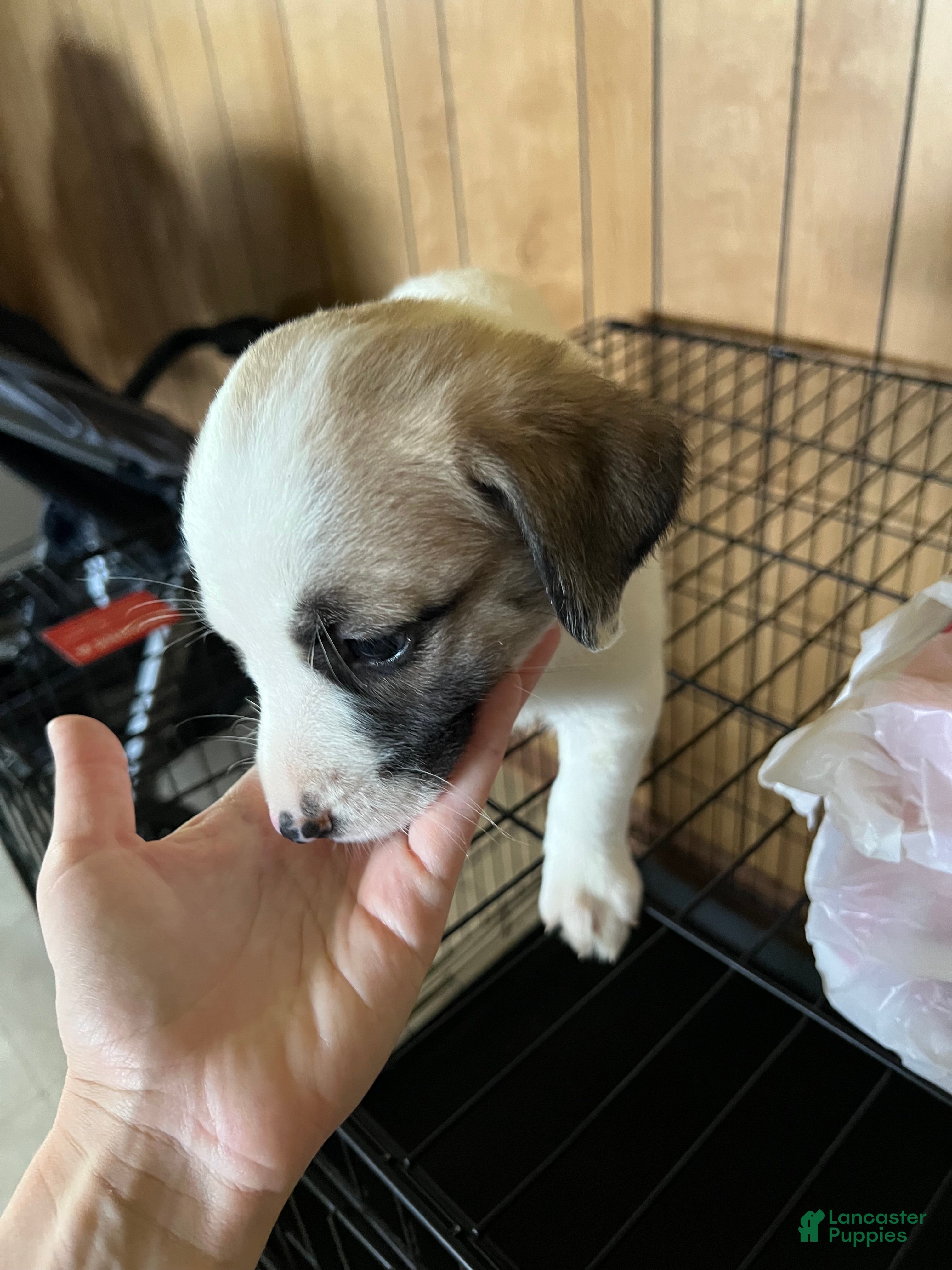 Mixed Breed dogs Mixed Breed 4 - Ad 36