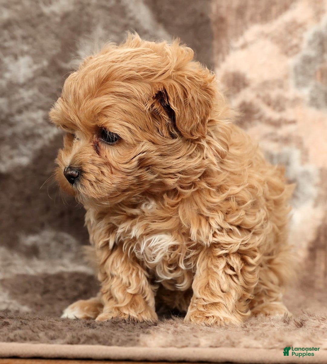 Maltipoo dogs for sale: Bella - Ad 4
