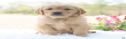 Golden Retriever dogs for sale: Minnie  - Ad 4