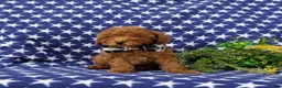 Miniature Poodle dogs for sale: Skittles - Ad 7