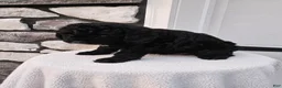 Mini Bernedoodle dogs for sale: Courtney - Ad 3