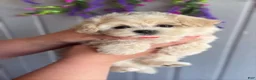 Maltipoo dogs for sale: Larry - Ad 7