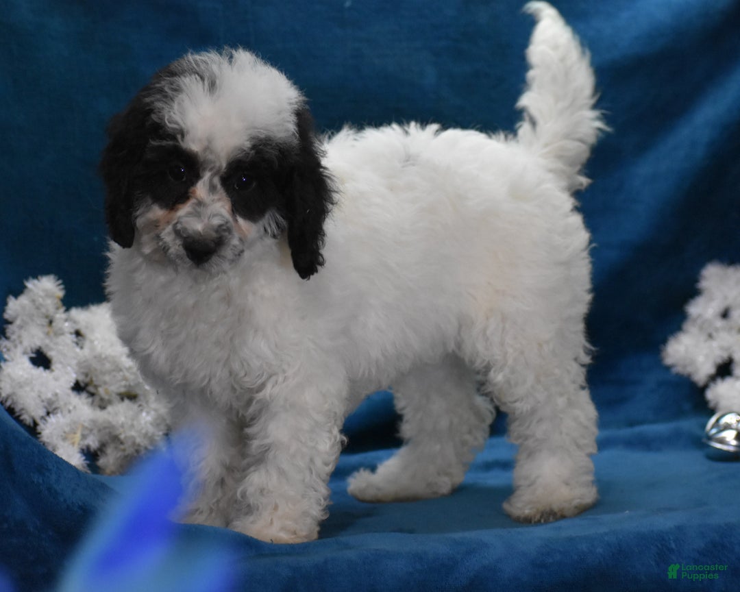 Miniature Poodle dogs for sale: Zandra - Ad 4