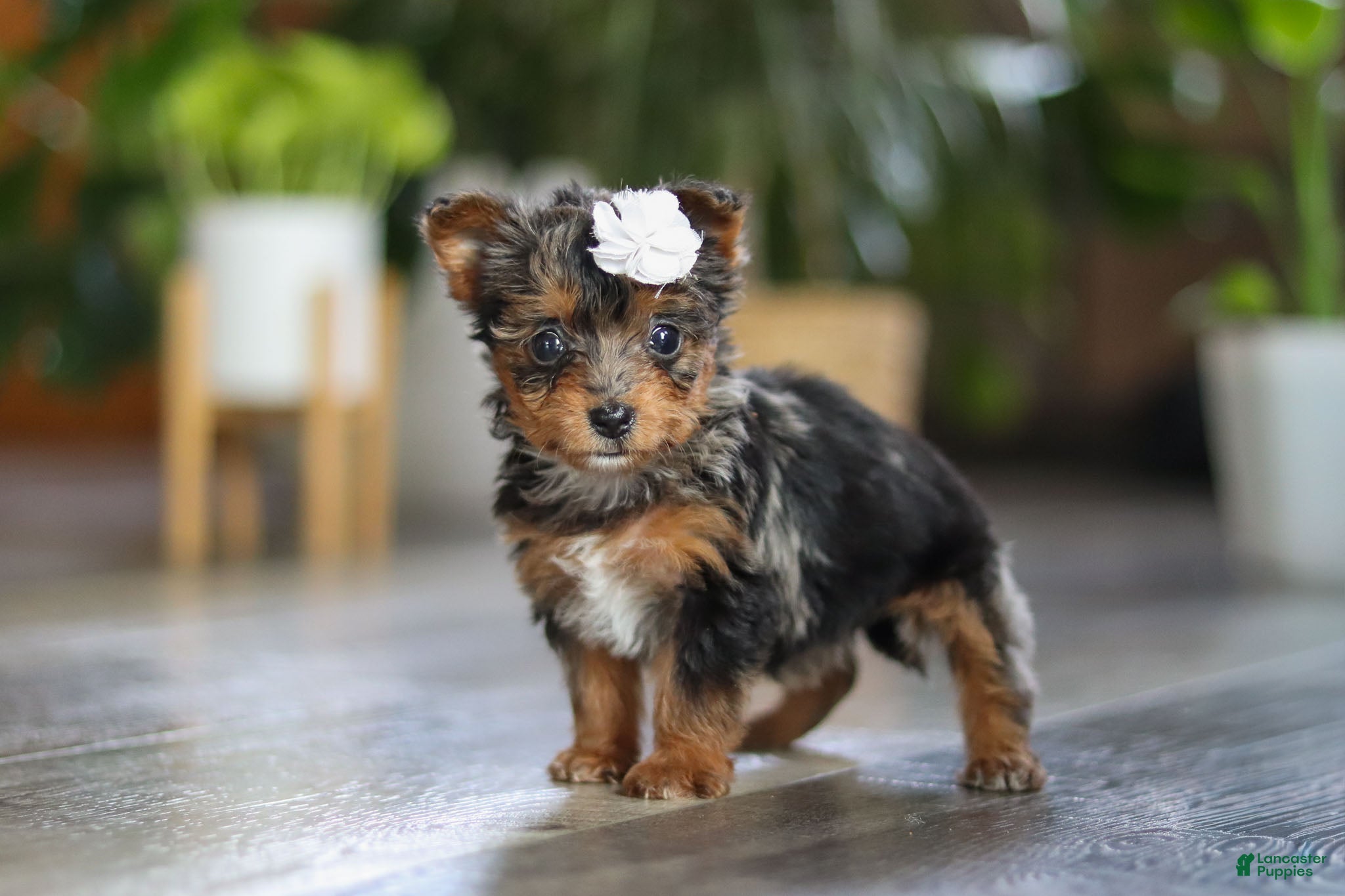 Yorkiepoo dogs J'adore - Ad 39