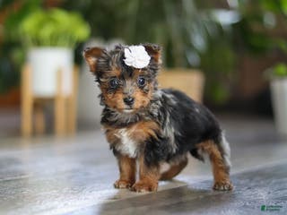 Yorkiepoo dogs J'adore - Ad 39