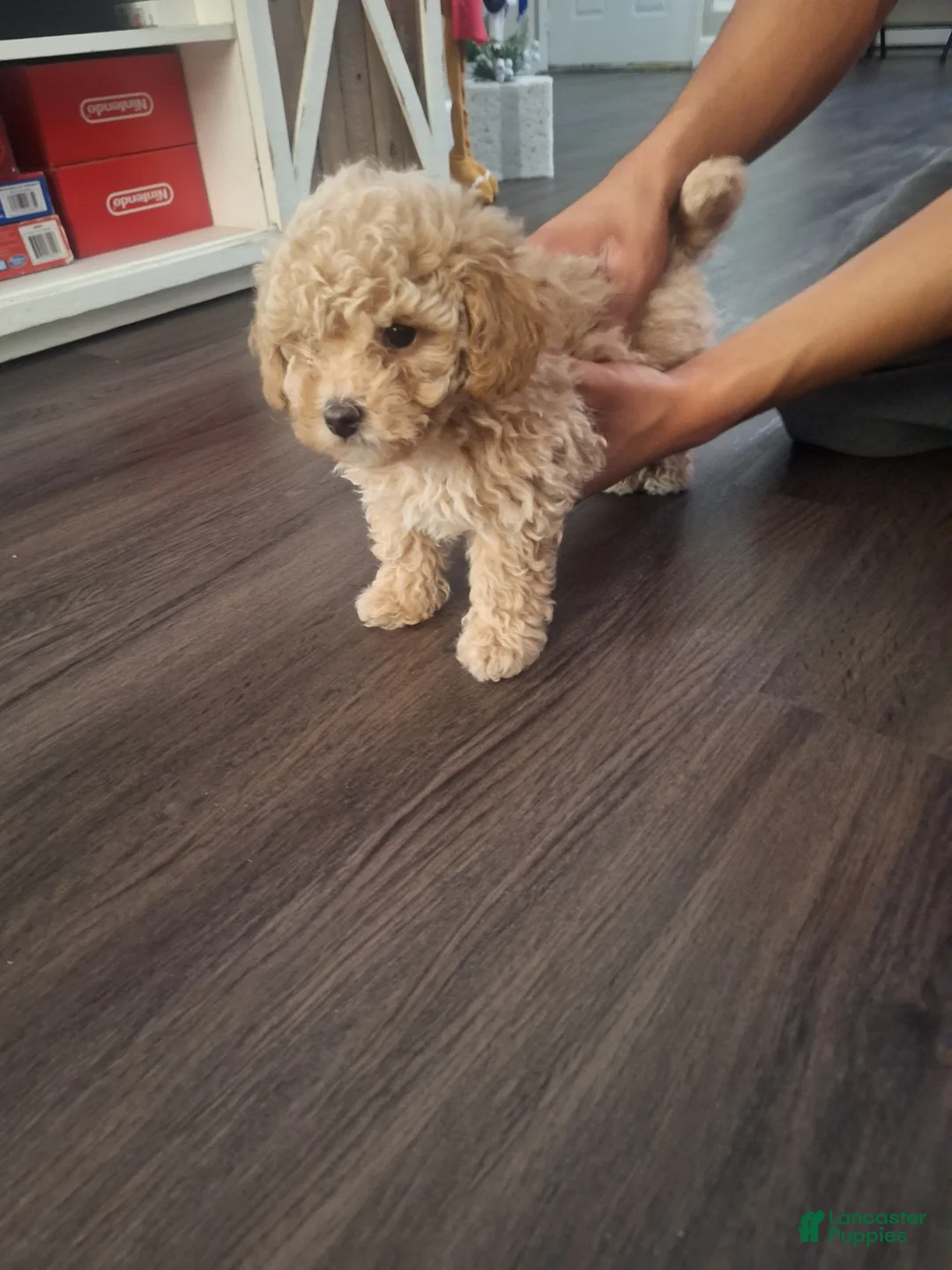 Toy Poodle dogs for sale: El Guero - Ad 7