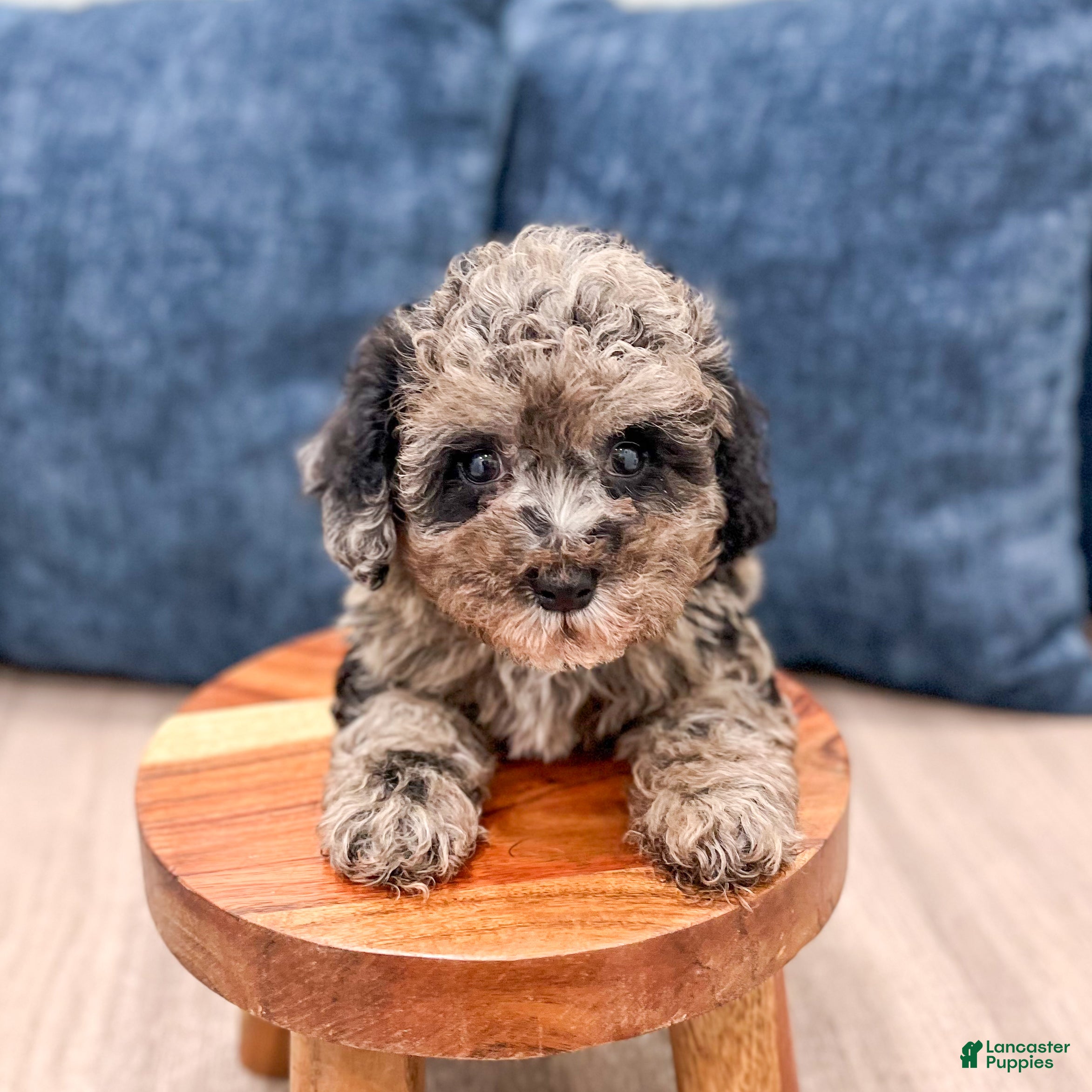 Yorkiepoo dogs Baxter - Ad 2