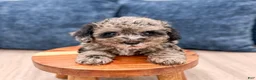 Yorkiepoo dogs for sale: Baxter - Ad 2