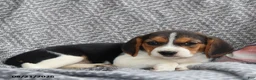Beagle dogs for sale: Remi - Ad 8