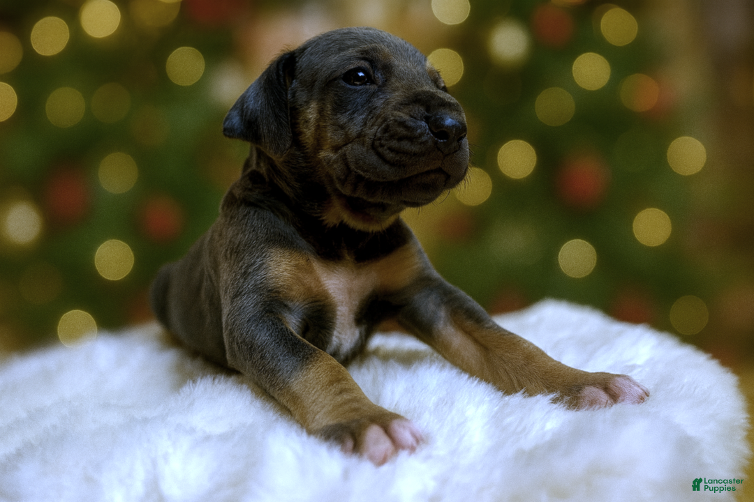 Great Dane dogs for sale: Smarty  - Ad 3