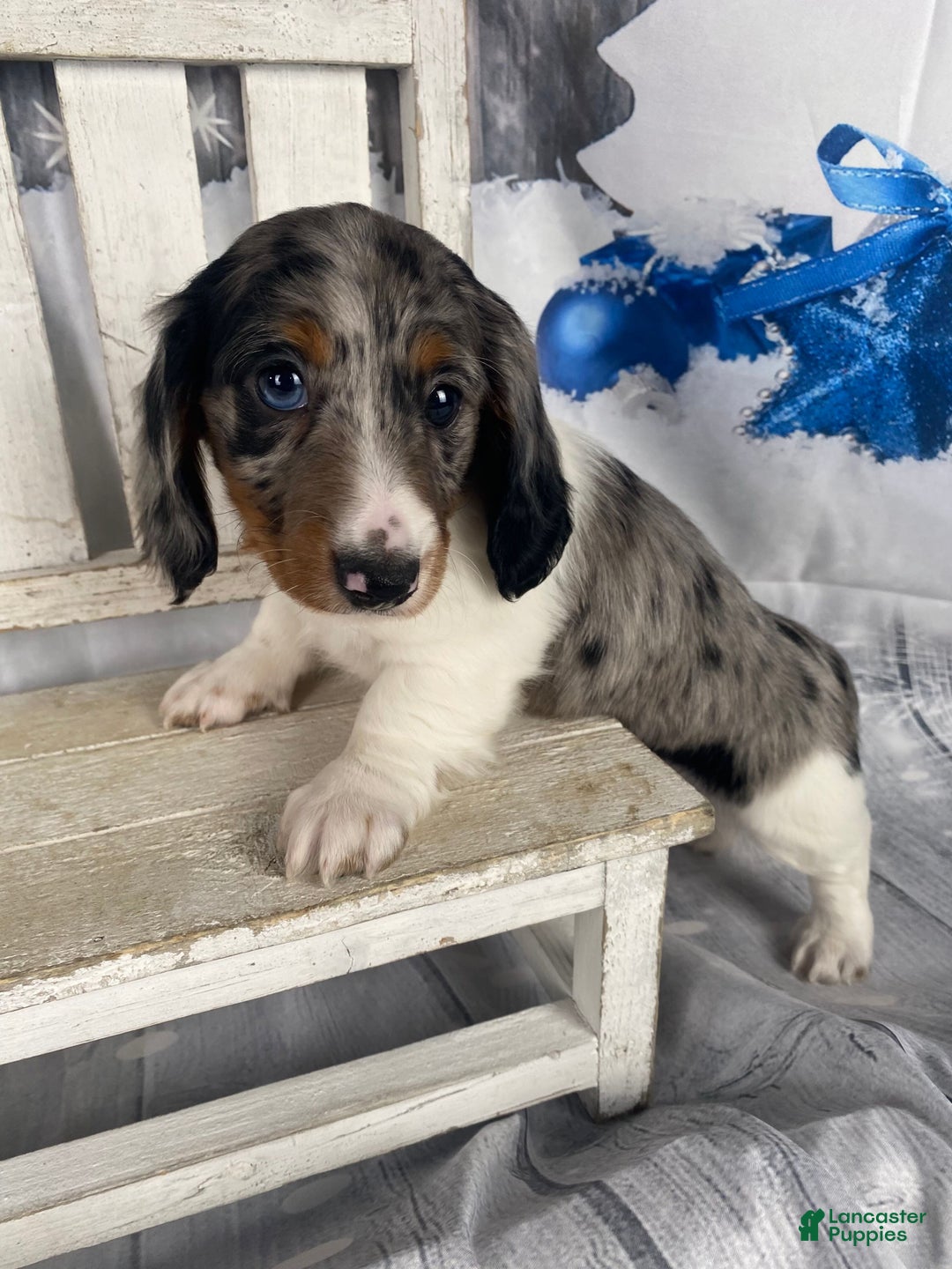 Miniature Dachshund dogs for sale: Milo - Ad 13