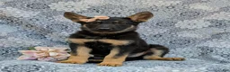 German Shepherd dogs for sale: Rylee - Ad 1