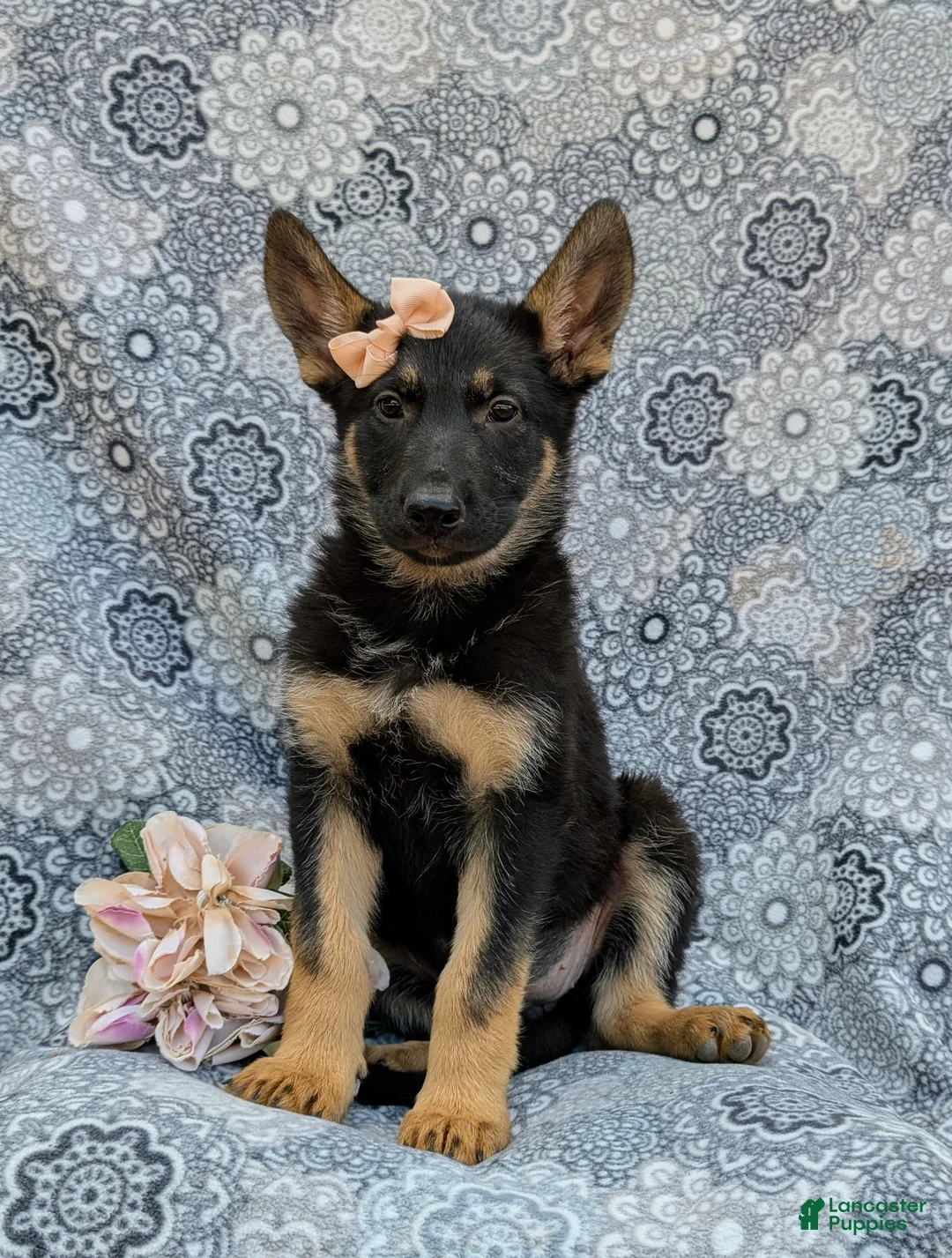 German Shepherd dogs for sale: Rylee - Ad 1