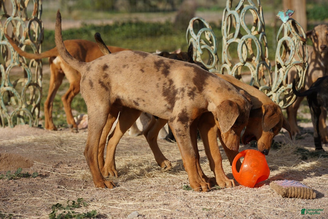 Mixed Breed dogs for sale: Lilac Fawn Merle M1 RT - Ad 24