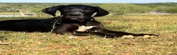 Great Dane dogs for sale: Euro Black Austin  - Ad 2