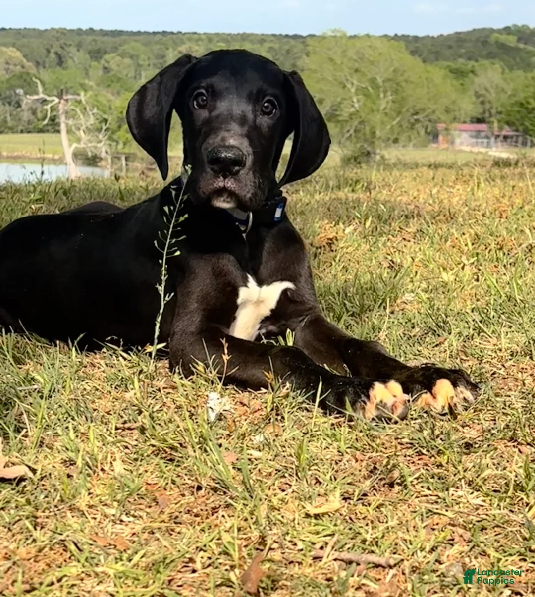 Great Dane dogs for sale: Euro Black Austin  - Ad 2