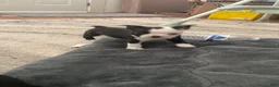 Boston Terrier dogs for sale: Pending - Panda - Ad 4